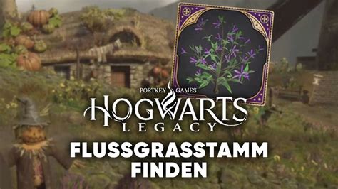 flussgras pflanzen hogwarts legacy|Hogwarts Legacy Flussgras finden und Züchten